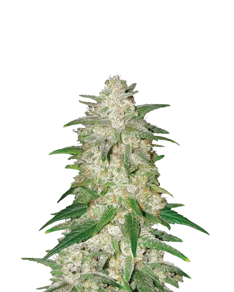 Gelato Auto – Produktansicht