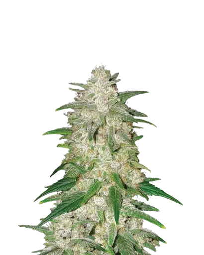 Gelato Auto