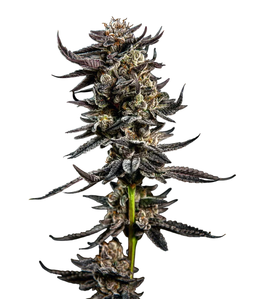 Gelatomo | PHOTOFEM | Elev8 Seeds