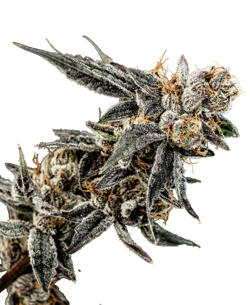 Gelato Punch – Produktansicht