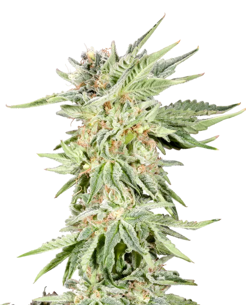 Gelato Sundae | PHOTOFEM | Elev8 Seeds
