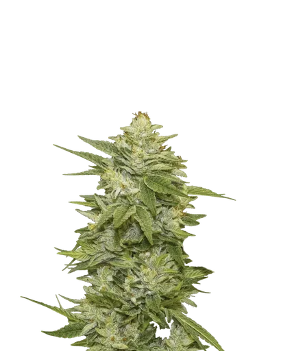 GG-48 Auto