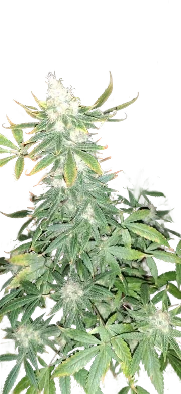 Ghandi CBD | PHOTOFEM | Mr. Nice Seedbank