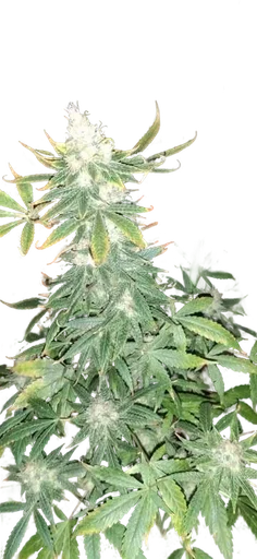 Ghandi CBD