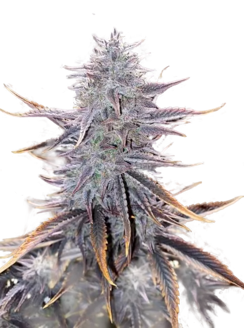 Ghost Toof Auto | AUTOFEM | Mephisto Genetics