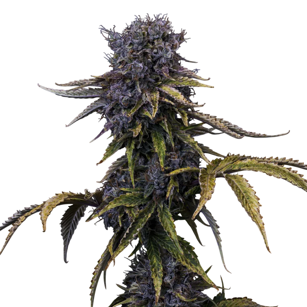 Ghost Toof Auto | AUTOFEM | Mephisto Genetics