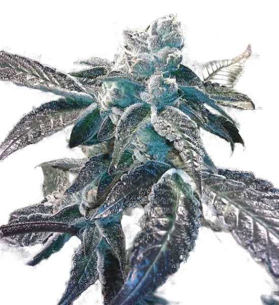 Girl Scout Cookies – Produktansicht