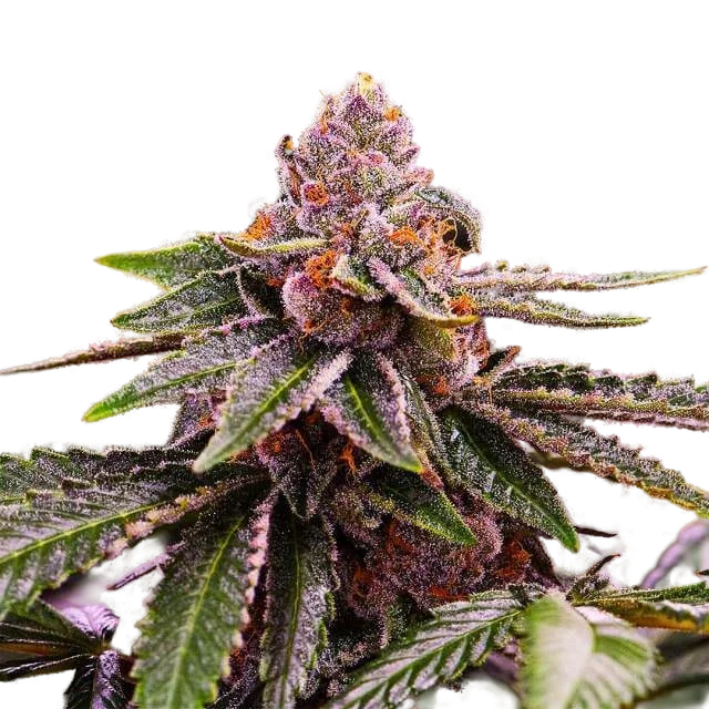 Girl Scout Cookies – Produktansicht