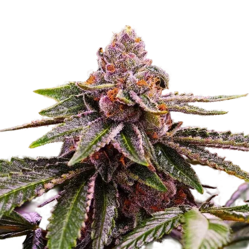 Girl Scout Cookies