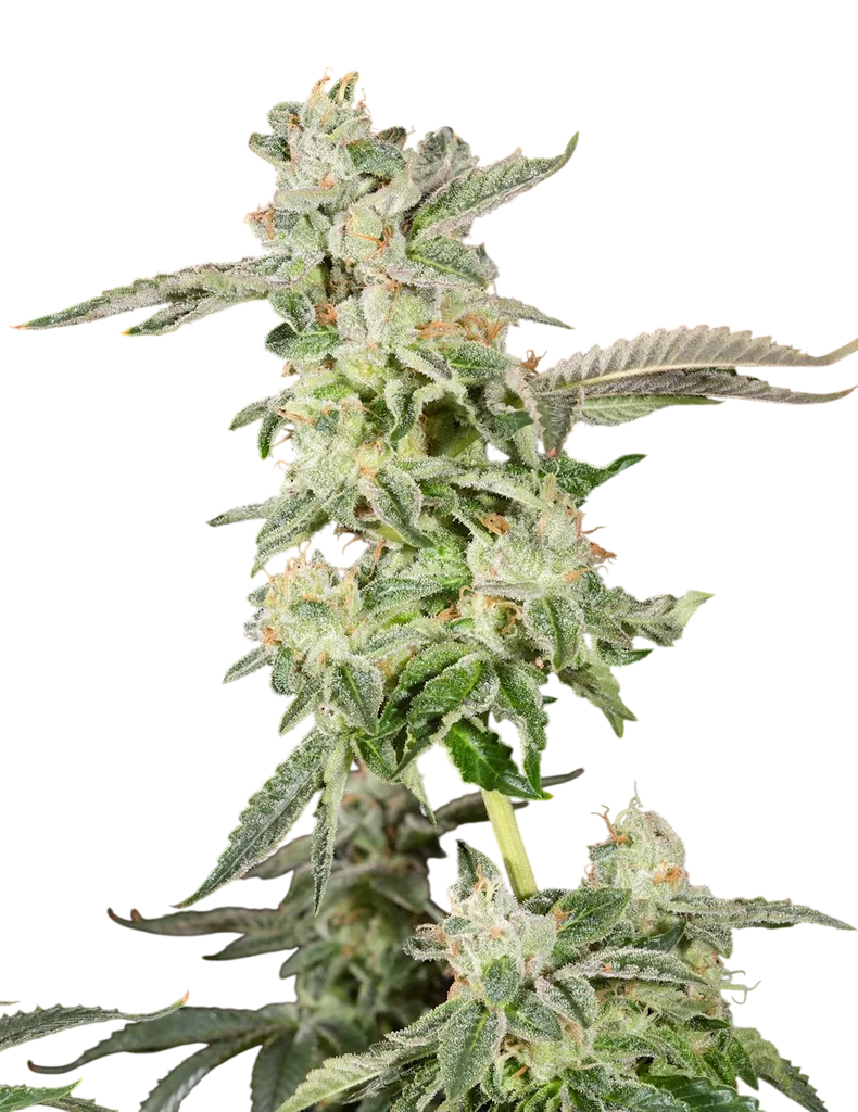 Giscotti | PHOTOFEM | Elev8 Seeds