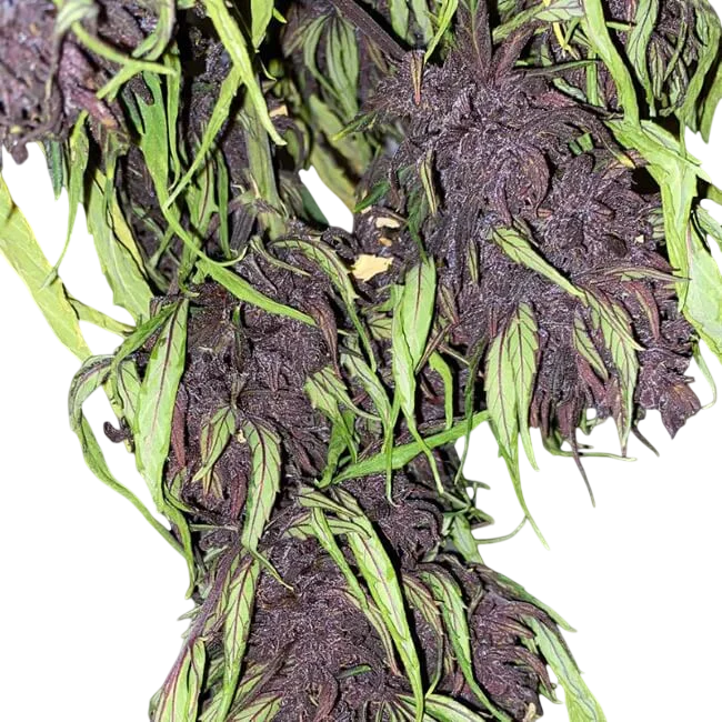 Glu CBD Auto – Produktansicht