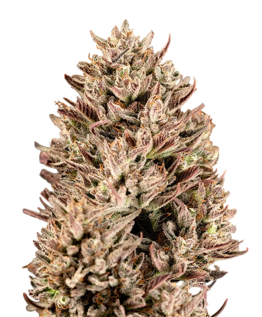 GMO Auto | AUTOFEM | Atlas Seed