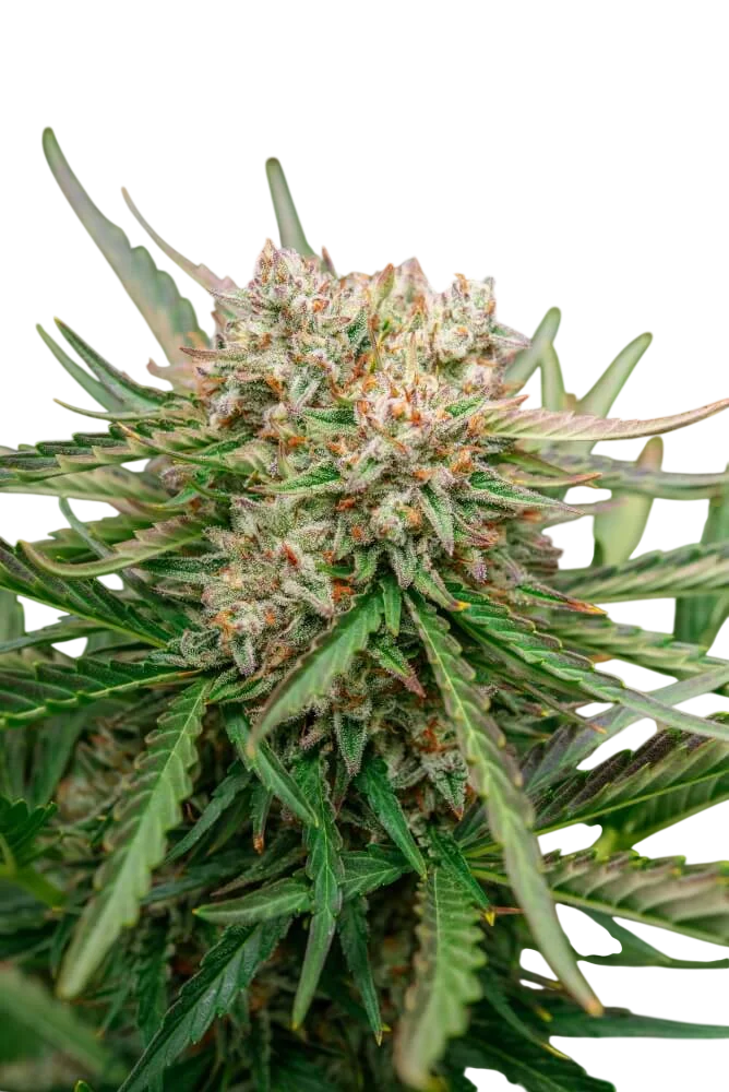 GMO OG Auto | AUTOFEM | Atlas Seed