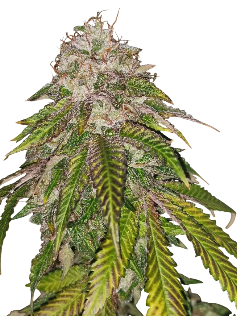 GMO Rainbowz – Produktansicht