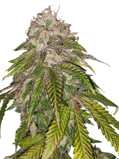 GMO Rainbowz