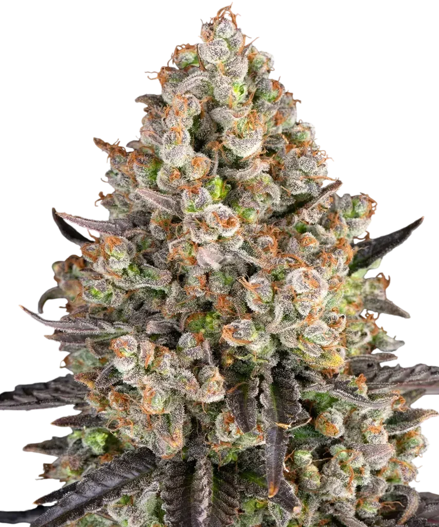 OG Kush – Produktansicht