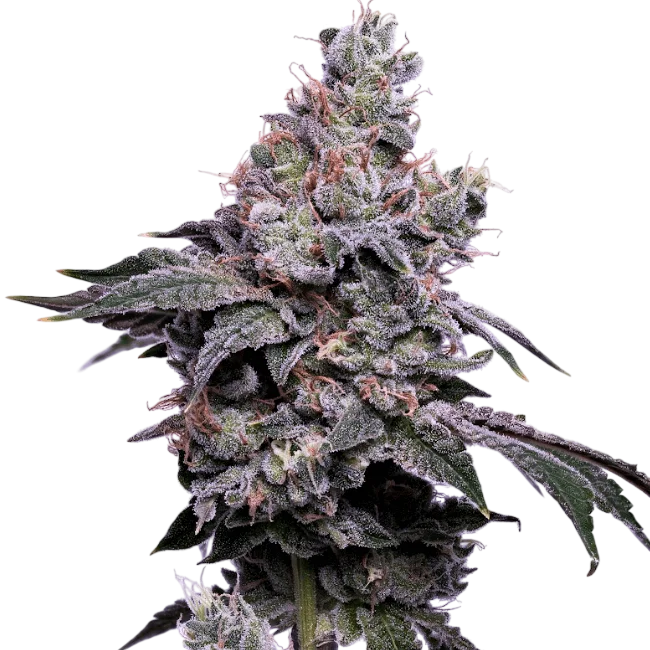GoldenHaze – Produktansicht