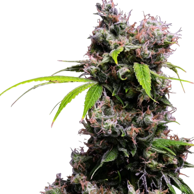 Golden Pineapple S1 – Produktansicht