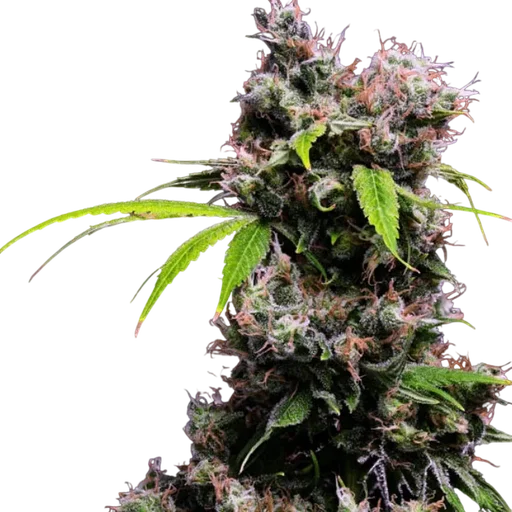 Golden Pineapple S1