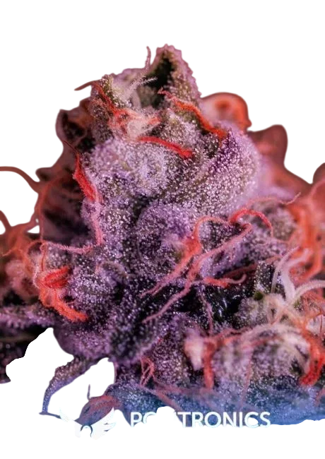 Gordo Master Kush (GMK) – Produktansicht