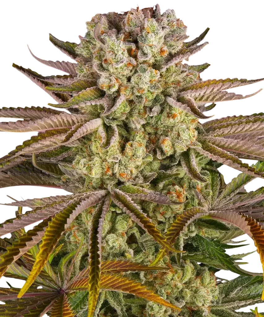 Pineapple Express – Produktansicht