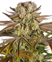 Pineapple Express | PHOTOFEM | Barneys Farm