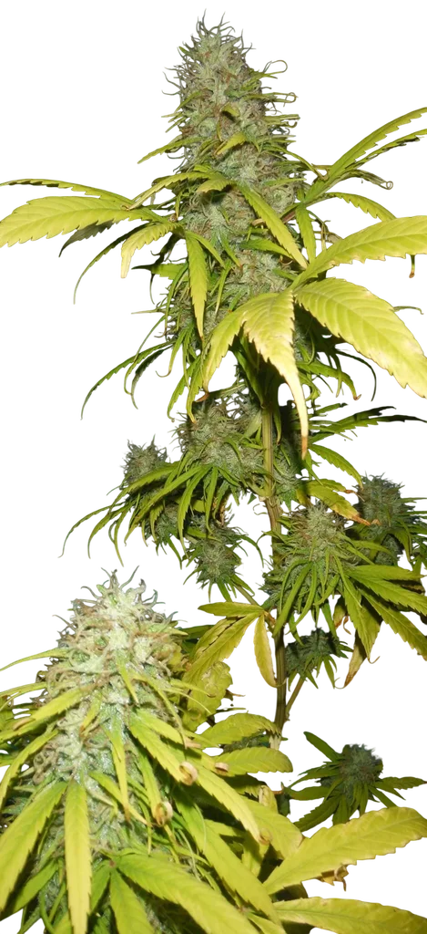 Grail Widow (GROWL) – Produktansicht