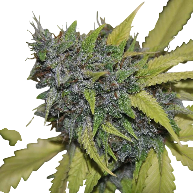 Grandaddy Confidential – Produktansicht