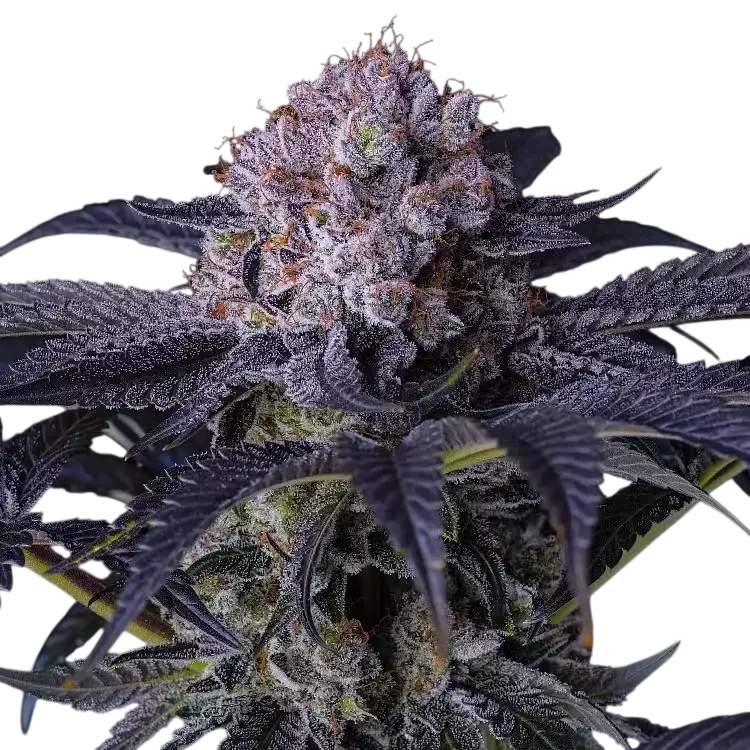 Grape Balls of Fire RBx – Produktansicht