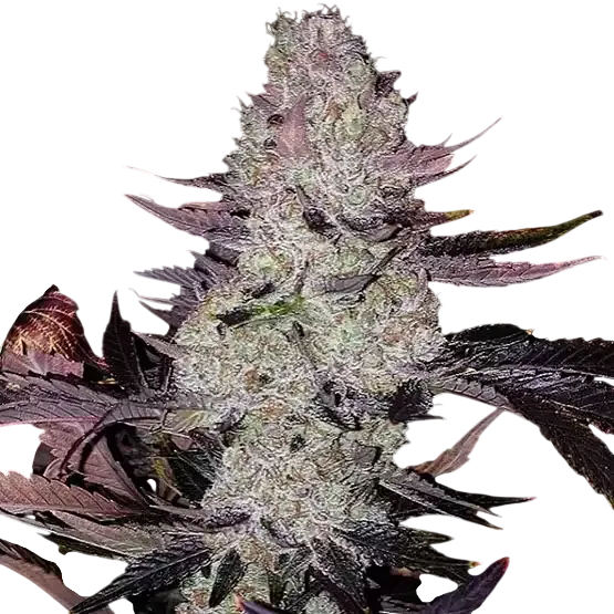 Grape Diamonds R2 | PHOTOFEM | Ethos Genetics