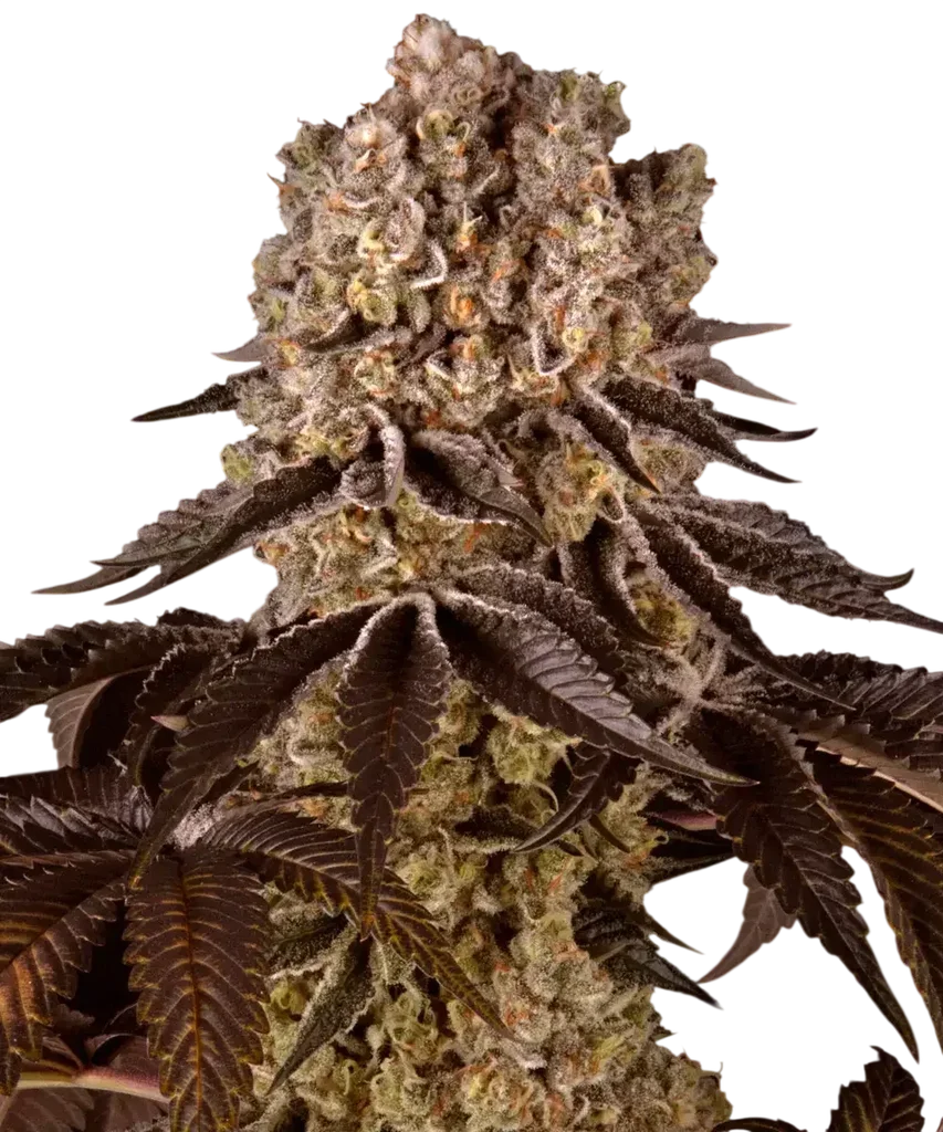 Purple Punch – Produktansicht