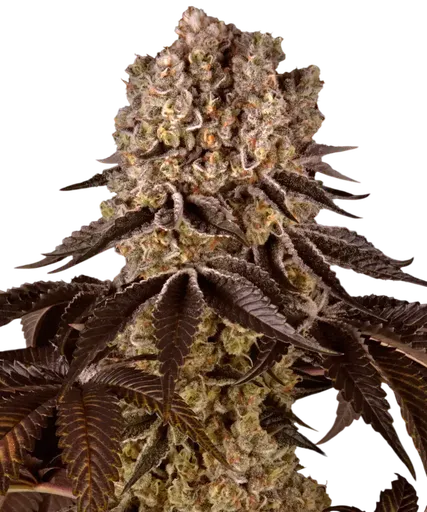 Purple Punch | PHOTOFEM | Barneys Farm