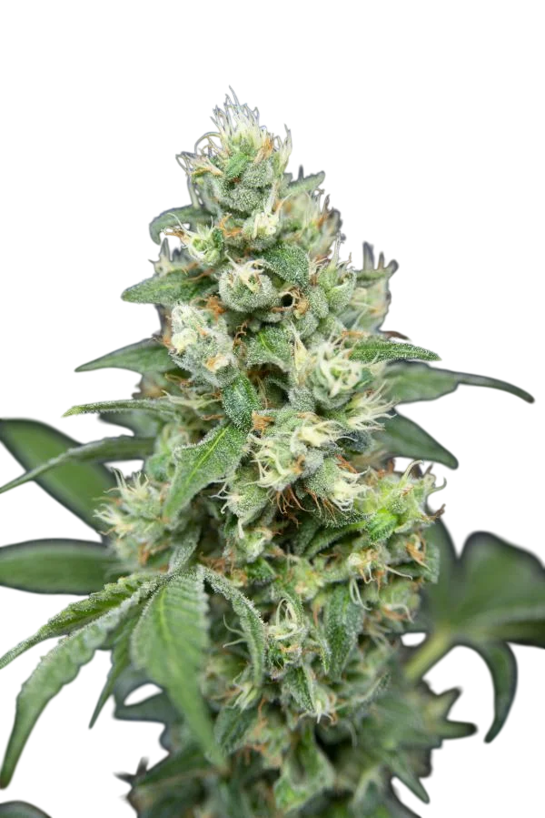 Grapefruit Barb – Produktansicht