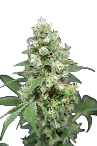 Grapefruit Barb
