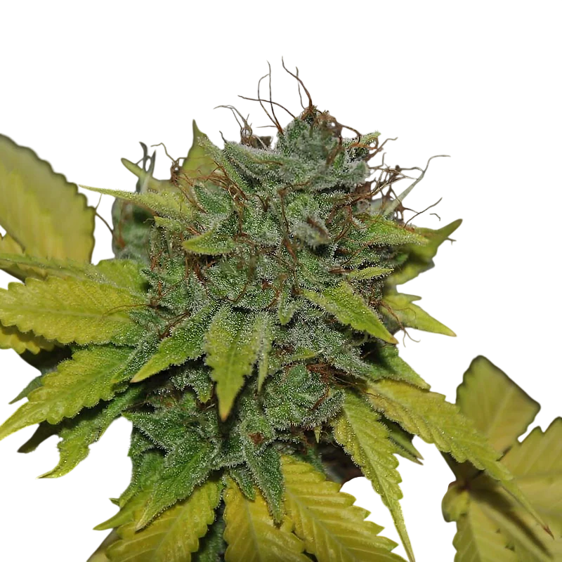 Grapefruit Diesel – Produktansicht