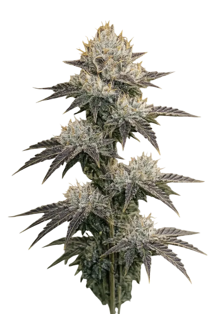 Grape OG | PHOTOFEM | Cali Connection