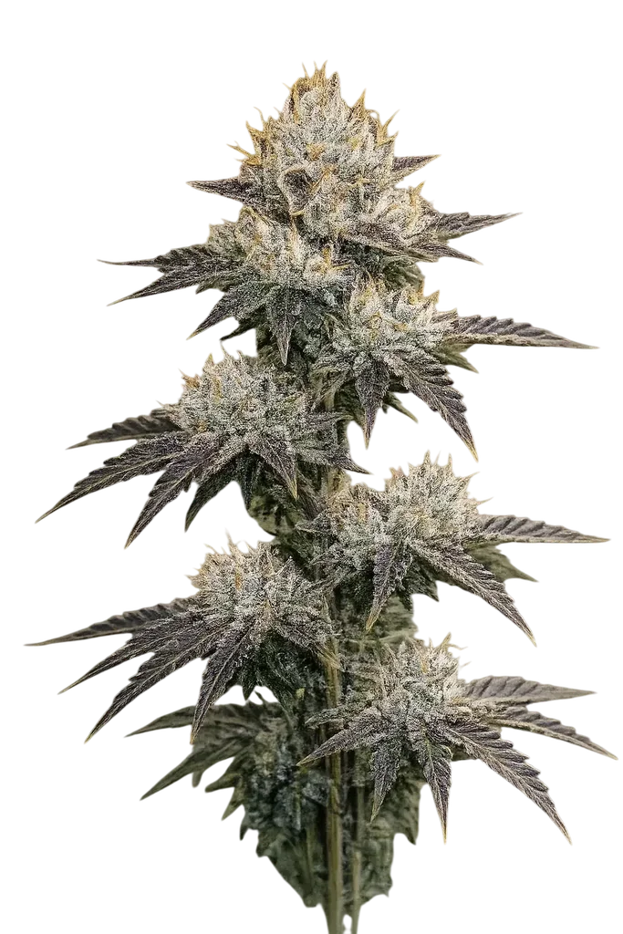 Grape OG – Produktansicht