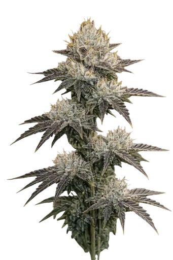 Grape OG