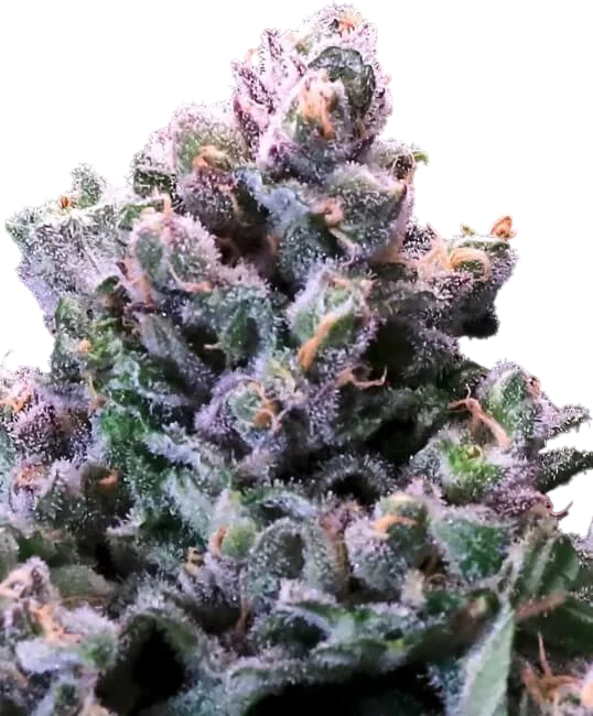 Grapes n Cream FAST – Produktansicht
