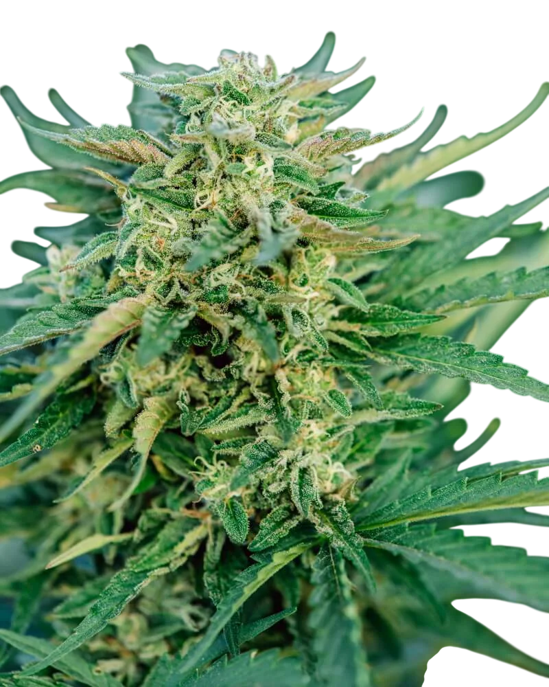 Grease Gun Auto | AUTOFEM | Atlas Seed