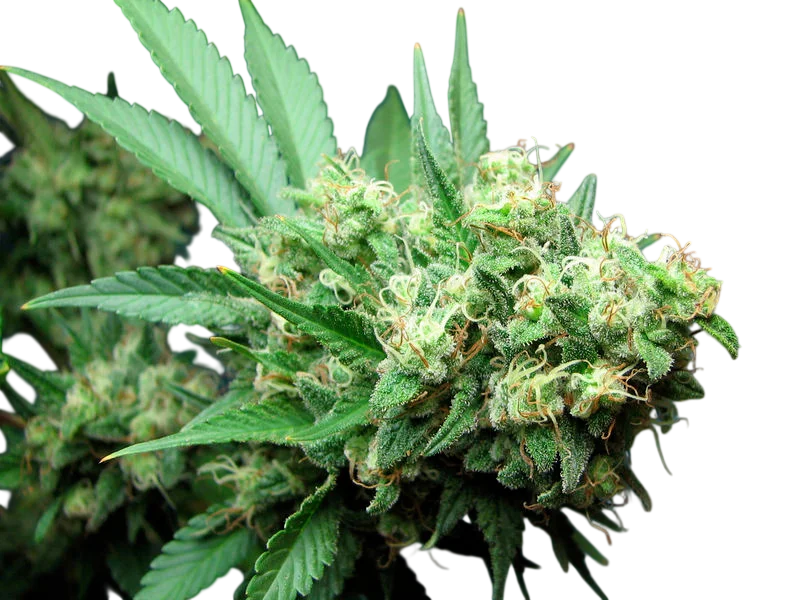 Green Crack – Produktansicht