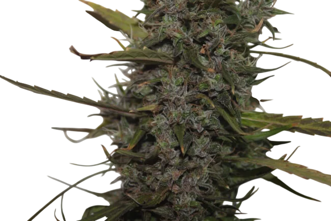 Green Crack Auto – Produktansicht