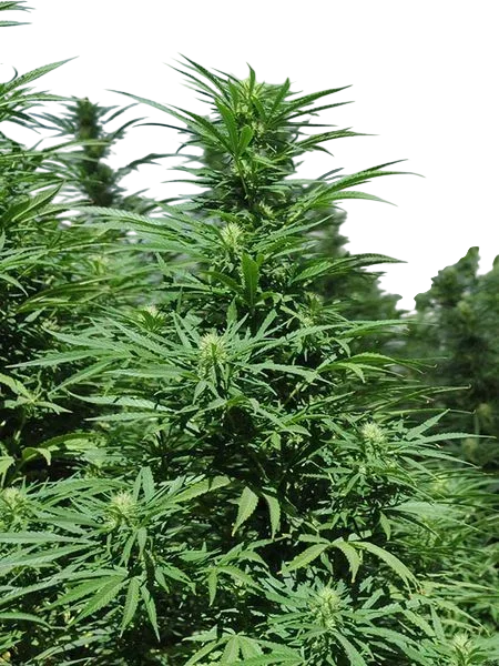 Green Crack 2.0 – Produktansicht