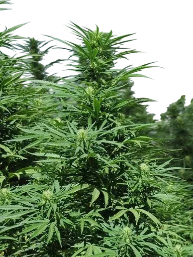 Green Crack 2.0