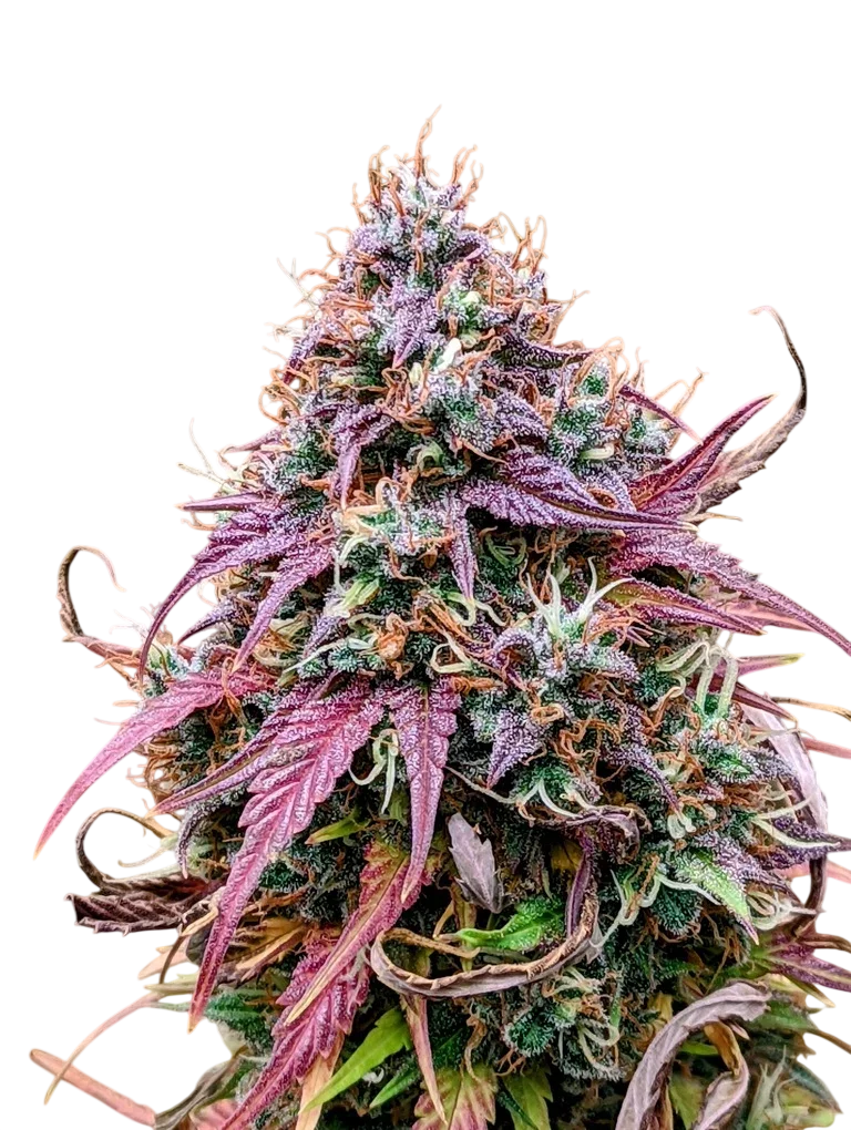 Grizzly Crinkle Auto – Produktansicht