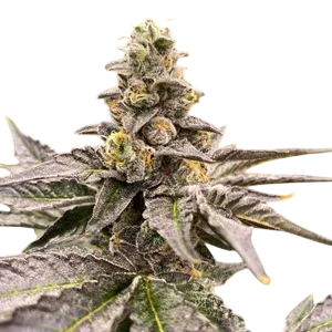 Gummy Mintz Auto