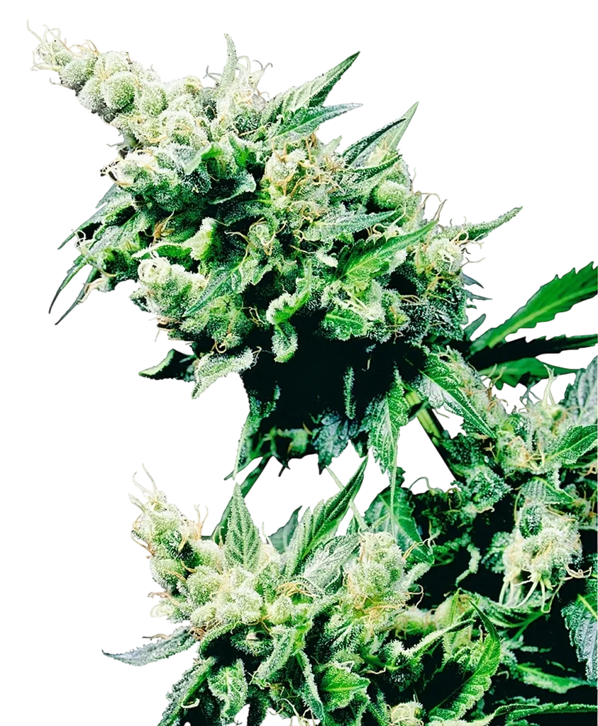 Hash Plant | PHOTOREG | Sensi Seeds