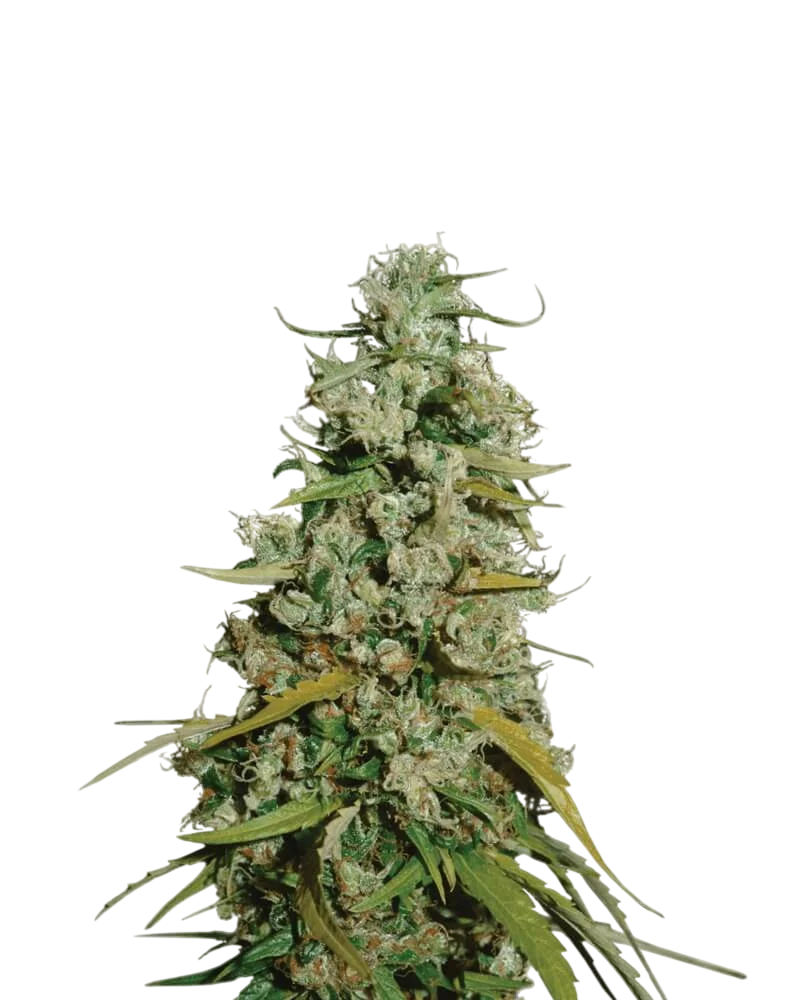 Hawaii Maui Waui – Produktansicht