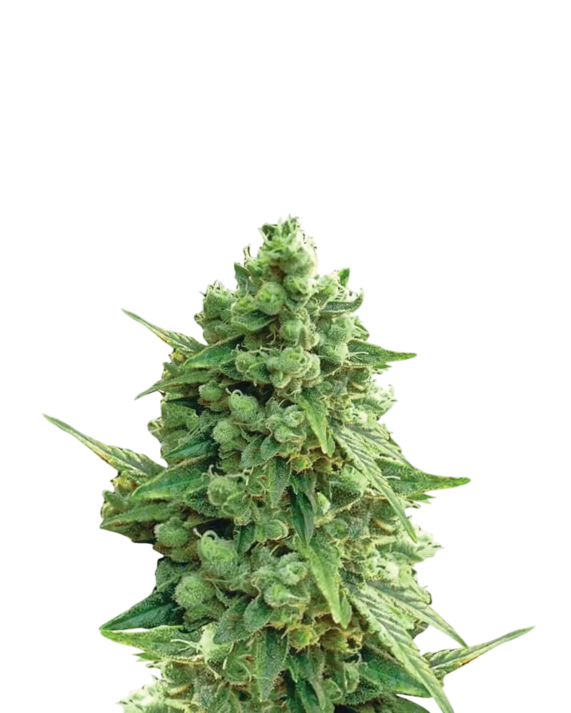 Hawaii Maui Waui Auto – Produktansicht