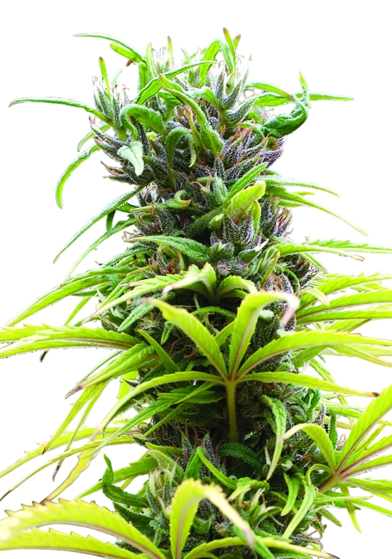 Hawaii Maui Waui – Produktansicht